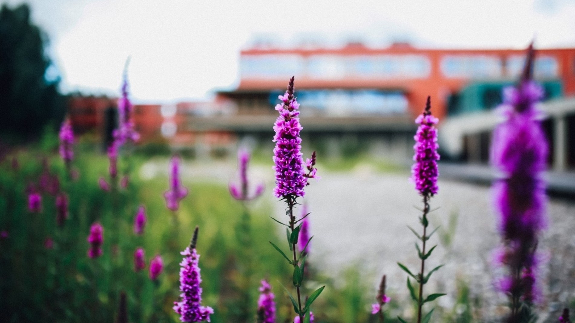 Außenansicht Blumen